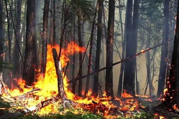 Жириновский назвал причину лесных пожаров в Сибири