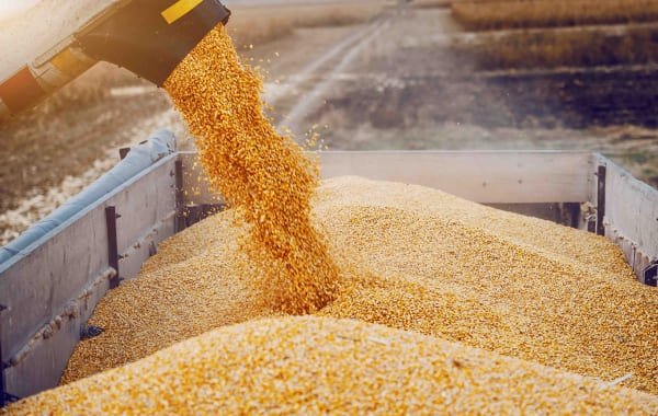 РФ введёт запрет на экспорт твёрдой пшеницы с 1 декабря