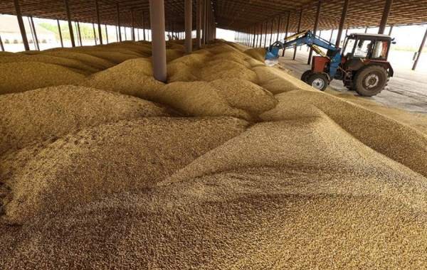 Россия вернулась в пятёрку крупнейших поставщиков зерна в Евросоюз